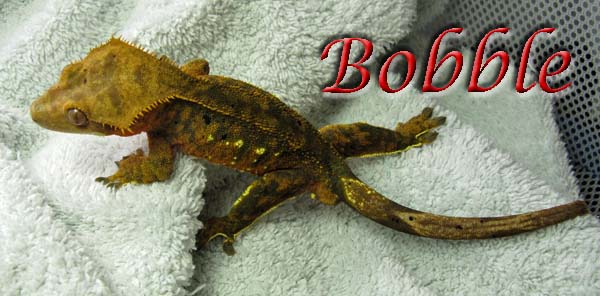bobblethe gecko
